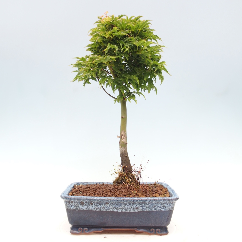 Venkovní bonsai -Javor dlanitolistý Acer palmatum Shishigashira