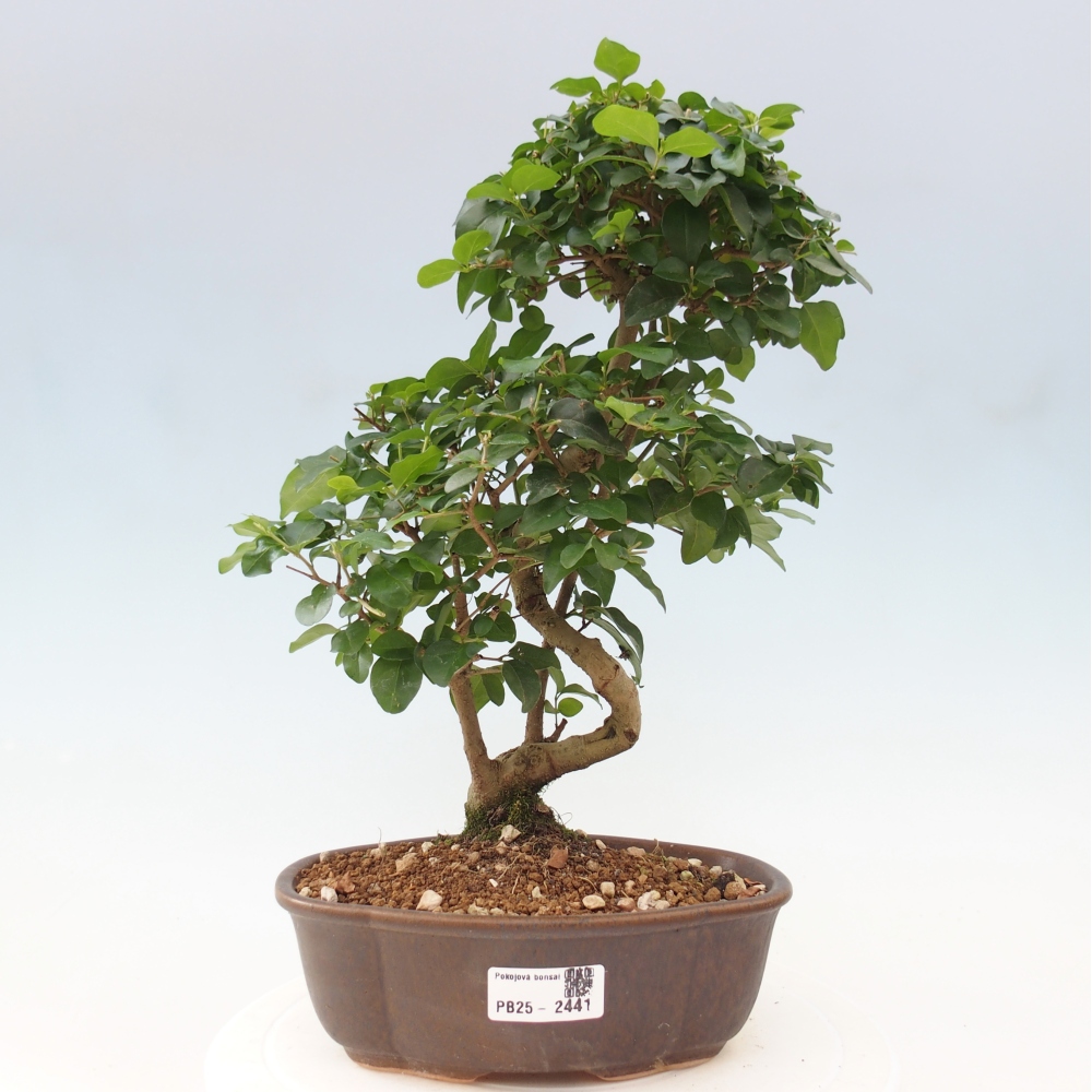 Pokojová bonsai -Ligustrum chinensis - Ptačí zob