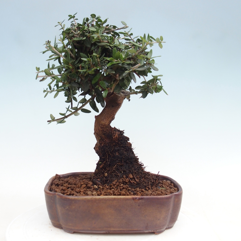 Pokojová bonsai - Olea europaea sylvestris -Oliva evropská drobnolistá