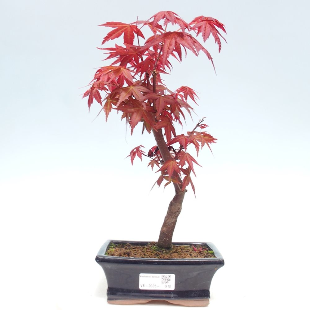 Venkovní bonsai - Javor dlanitolistý - Acer palmatum DESHOJO