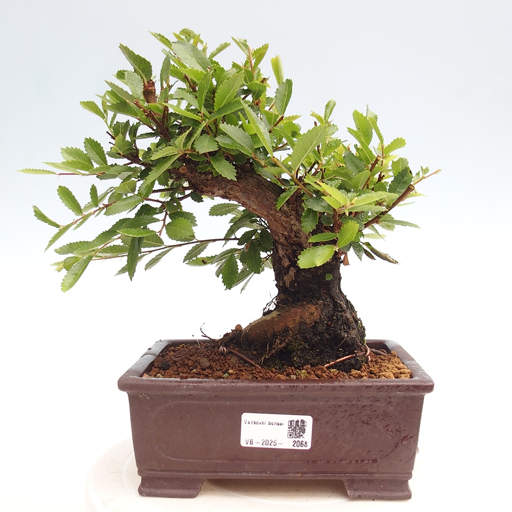 Venkovní bonsai - Zelkova - Zelkova NIRE
