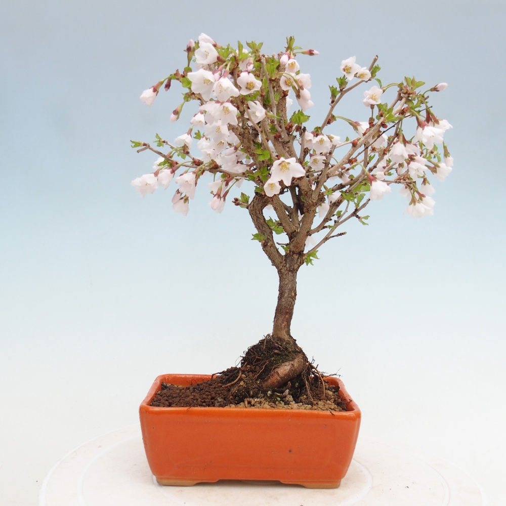 Venkovní bonsai - Prunus incisa Kojou-no mai-Slivoň vyříznutá