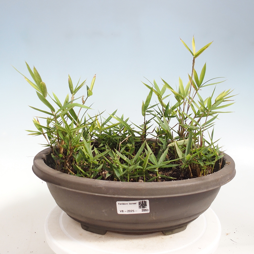 Venkovní bonsai - Pleioblastus argenteostriatus f.pumilus - Bambus zakrslý 