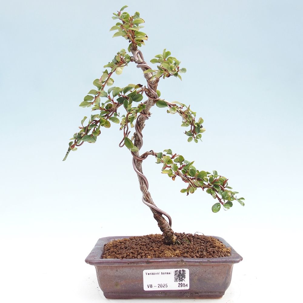 Venkovní bonsai - Cotoneaster horizontalis - Skalník