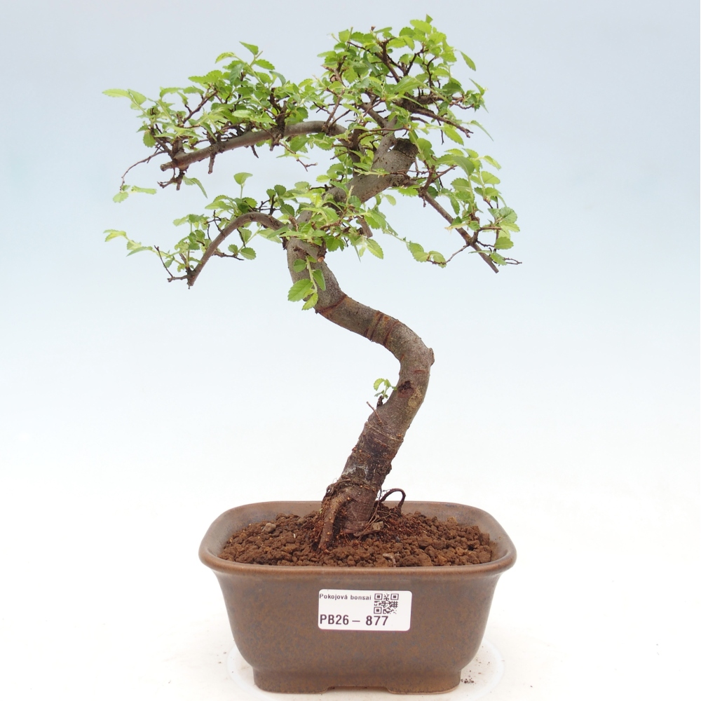 Pokojová bonsai - Ulmus parvifolia - Malolistý jilm