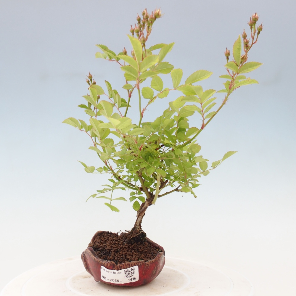 Venkovní bonsai - Rosa sp. - malokvětá růže