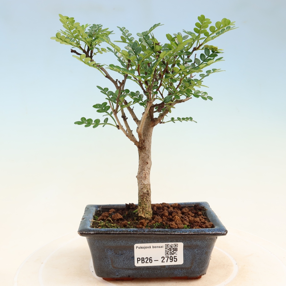 Pokojová bonsai - Zantoxylum piperitum - pepřovník