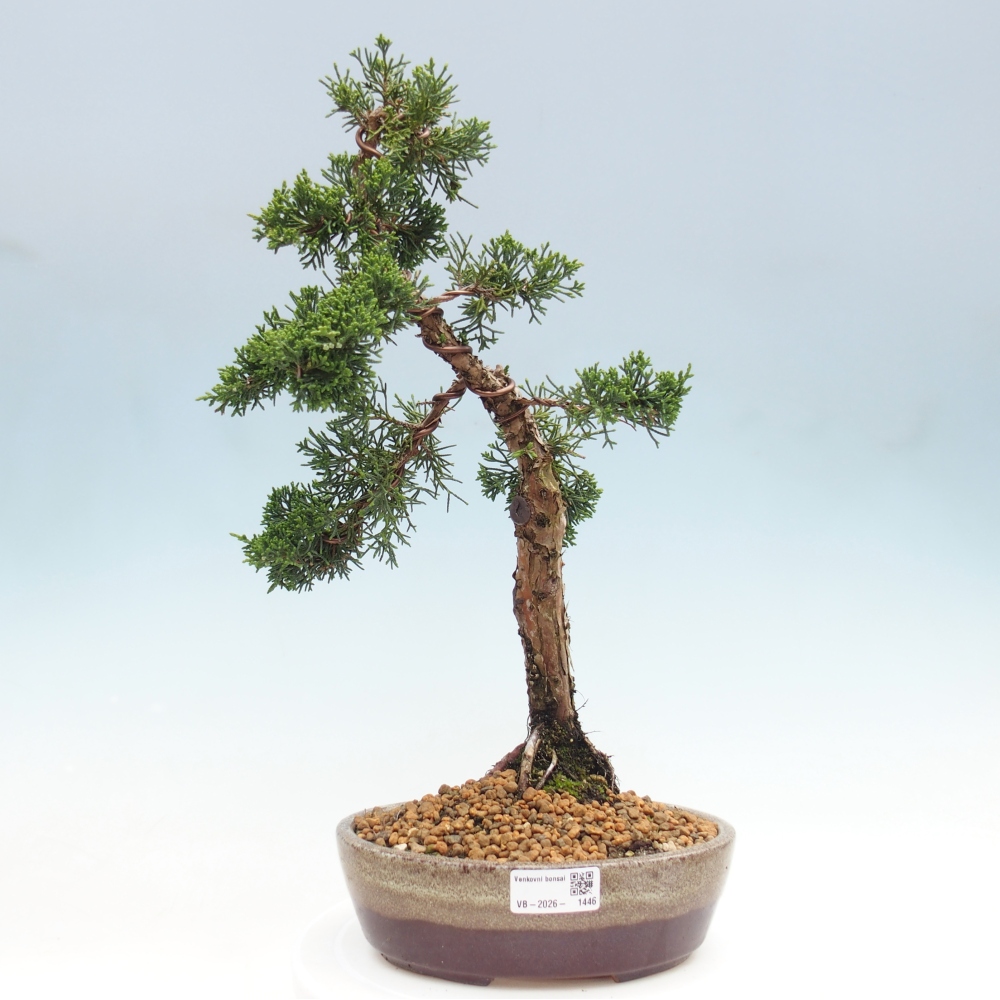 Venkovní bonsai - Juniperus chinensis Kishu -Jalovec čínský