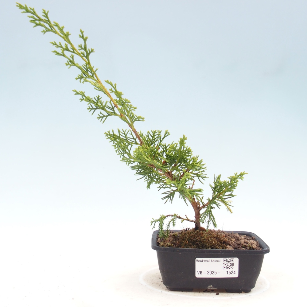Venkovní bonsai - Juniperus chinensis Itoigawa -Jalovec čínský