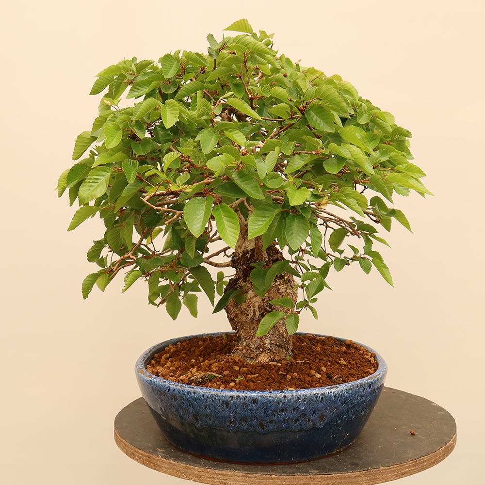 Venkovní bonsai -Carpinus Coreana - Habr korejský