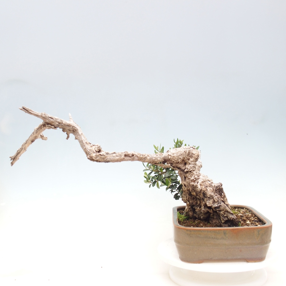 Pokojová bonsai - Olea europaea sylvestris -Oliva evropská drobnolistá