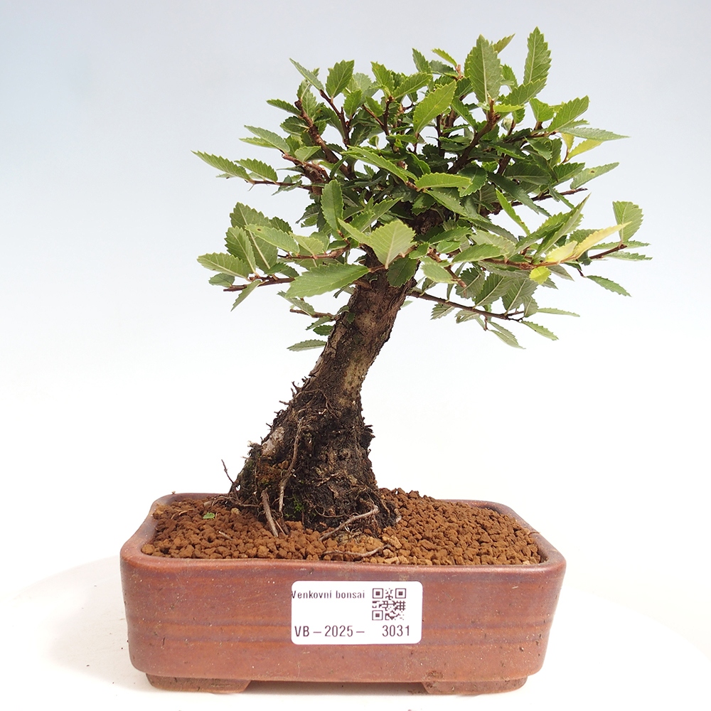 Venkovní bonsai - Zelkova - Zelkova NIRE