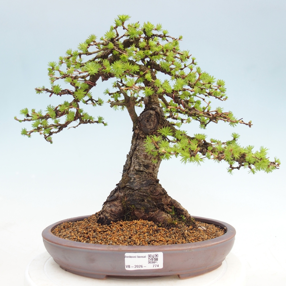 Venkovní bonsai -Larix decidua - Modřín opadavý 