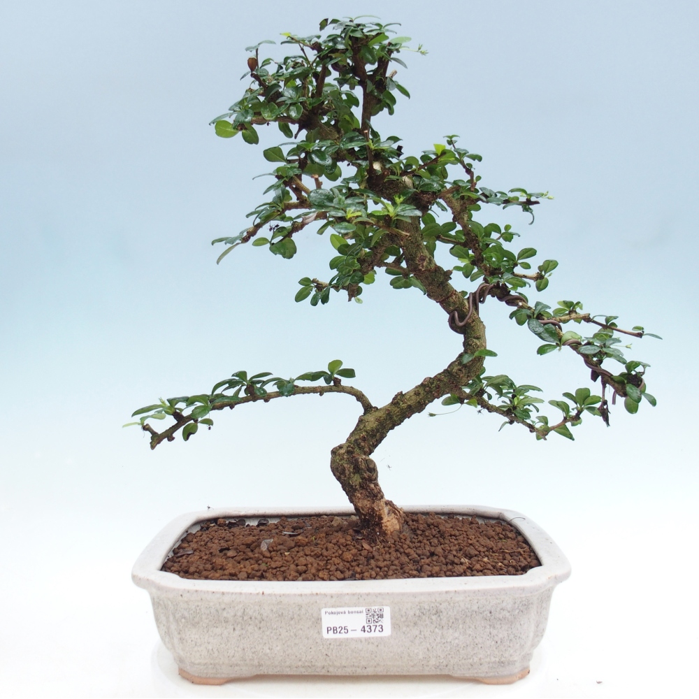 Pokojová bonsai - Carmona macrophylla - Čaj fuki
