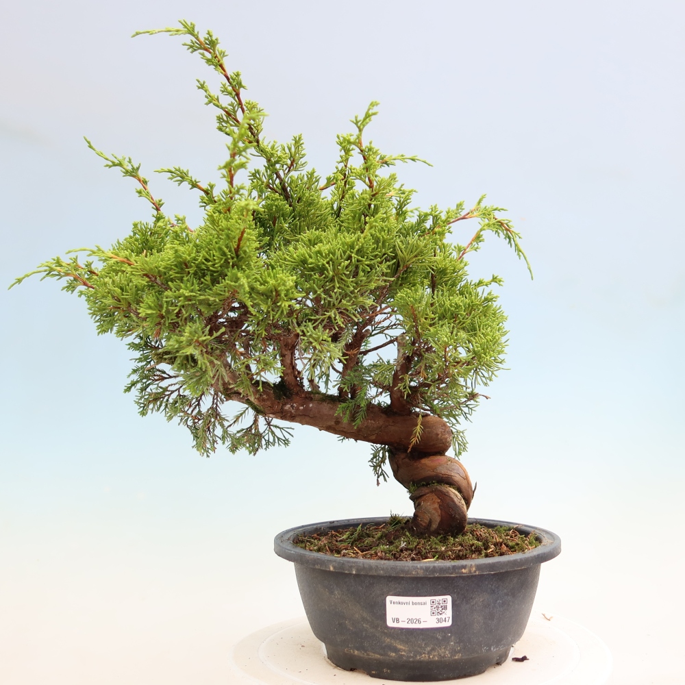Venkovní bonsai - Juniperus chinensis Itoigawa-Jalovec čínský