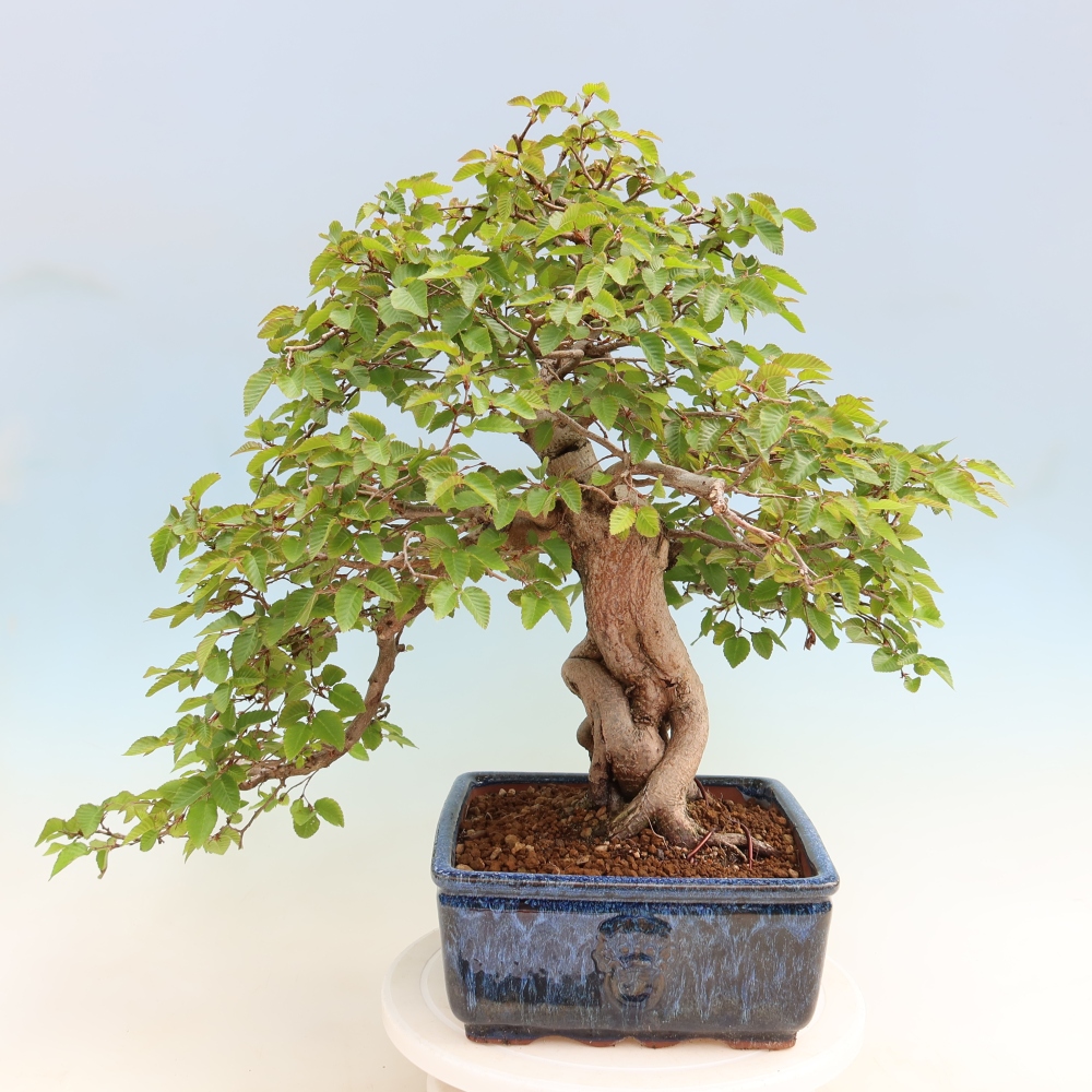 Venkovní bonsai -Carpinus Coreana - Habr korejský