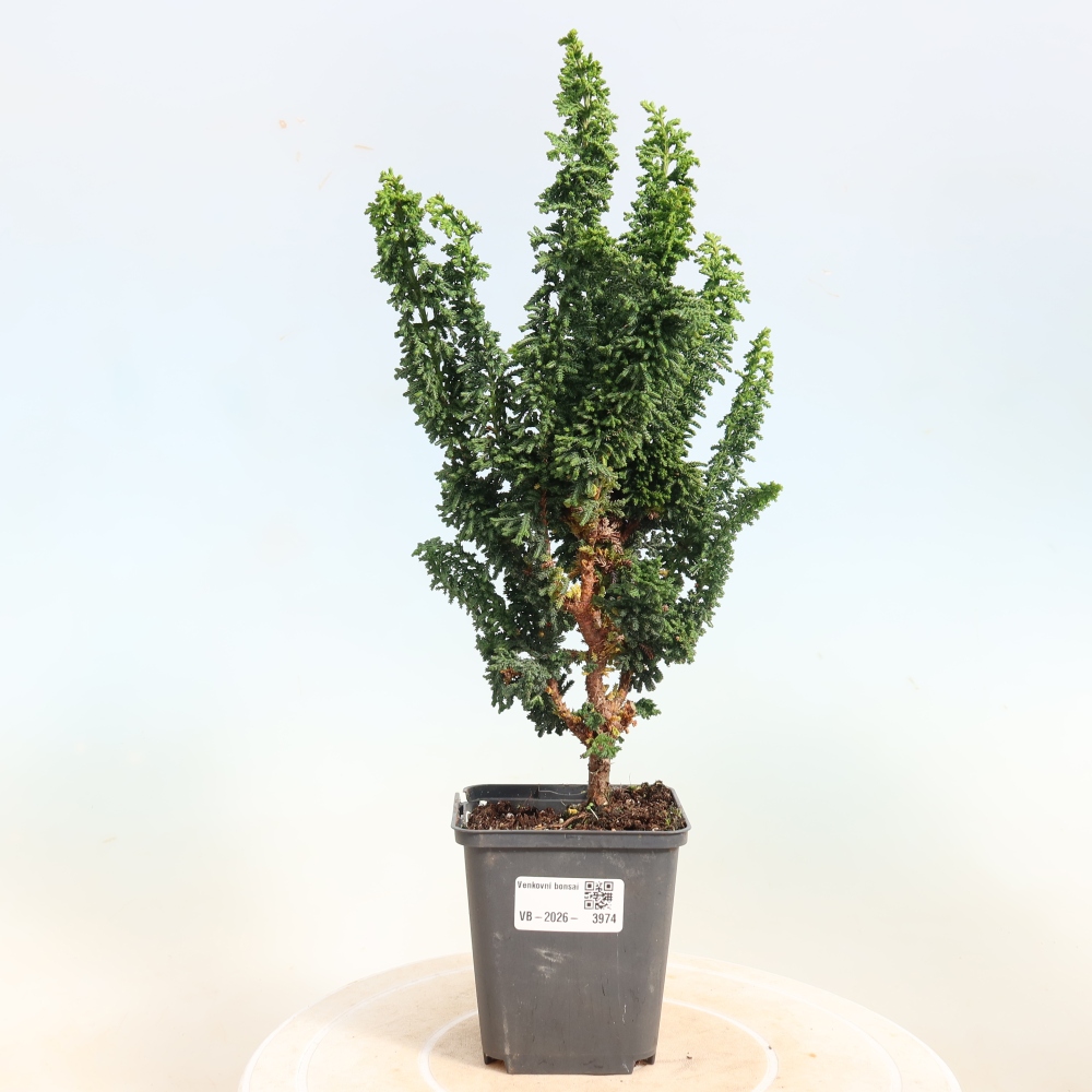 Venkovní bonsai - Cham. obtusa SEKKA HINOKI - Cypřišek