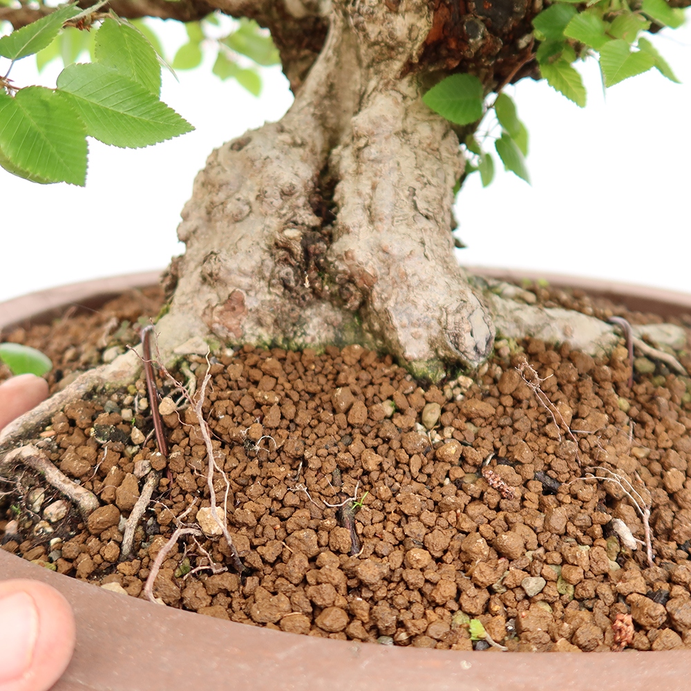 Venkovní bonsai -Carpinus Coreana - Habr korejský