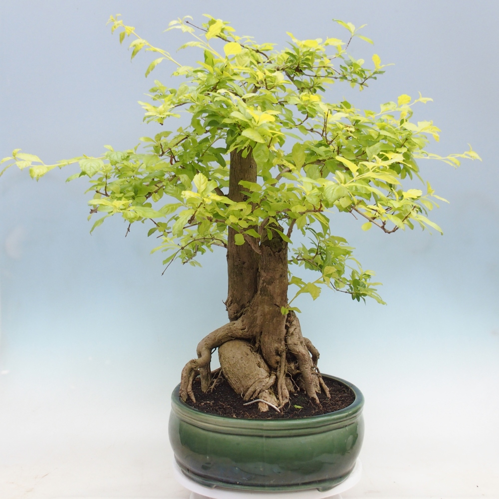 Pokojová bonsai - Duranta erecta Aurea - POUZE OSOBNÍ ODBĚR nebo paletová přeprava