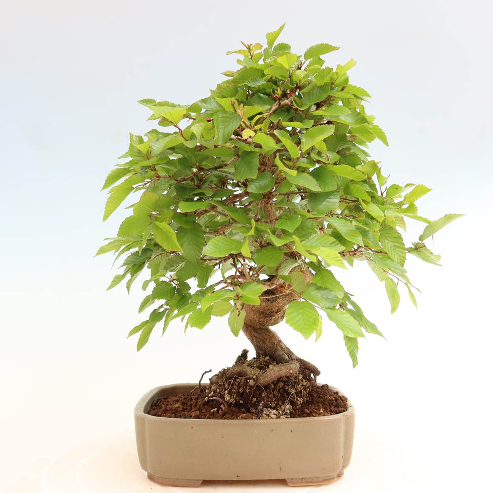 Venkovní bonsai -Carpinus coreana - Habr korejský