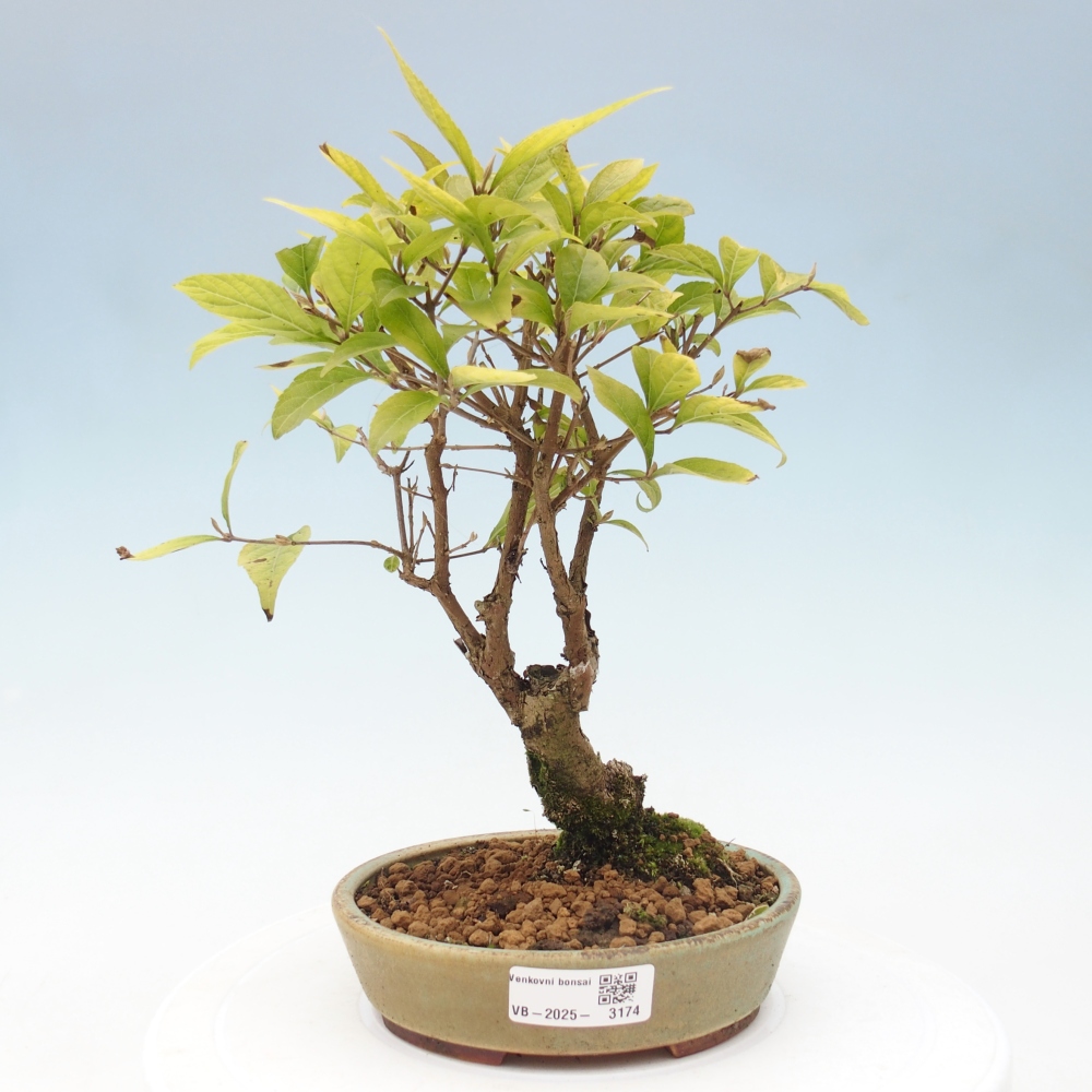 Venkovní bonsai - krásnoplodka - Callicarpa japonica