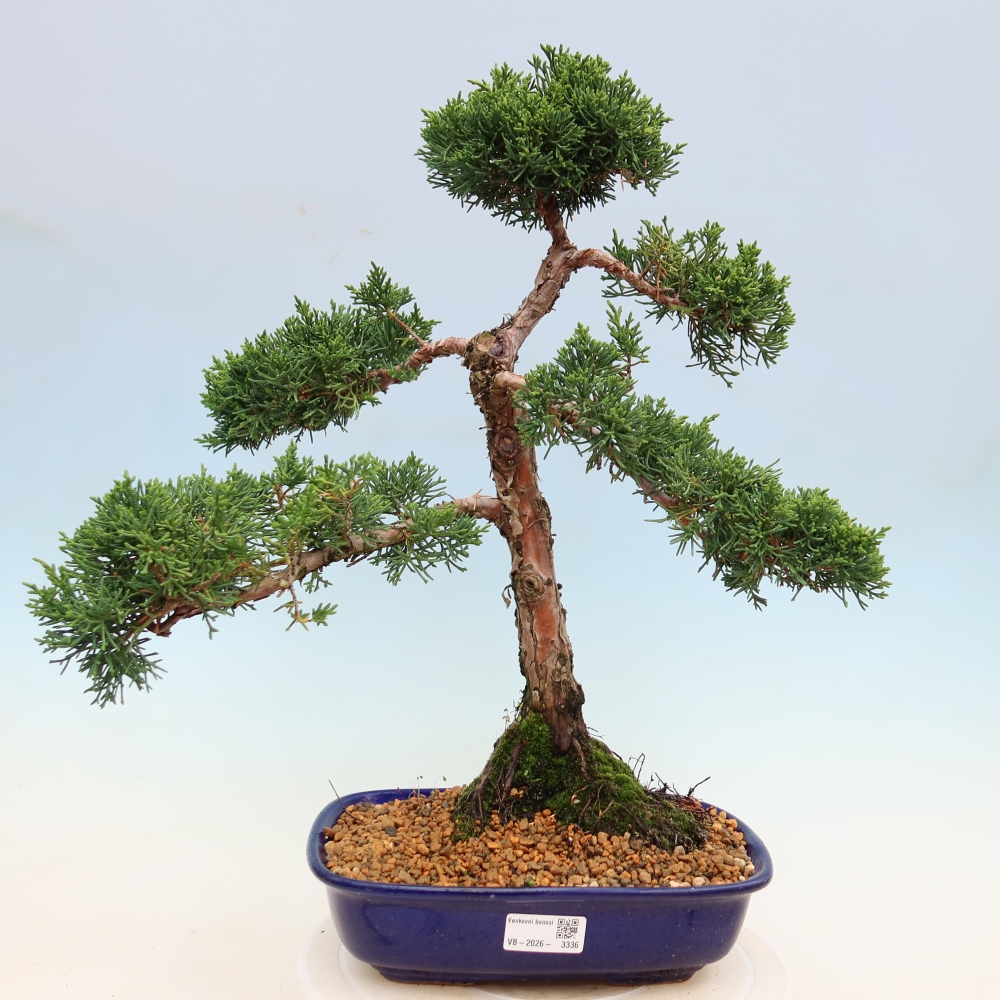 Venkovní bonsai - Juniperus chinensis Kishu -Jalovec čínský