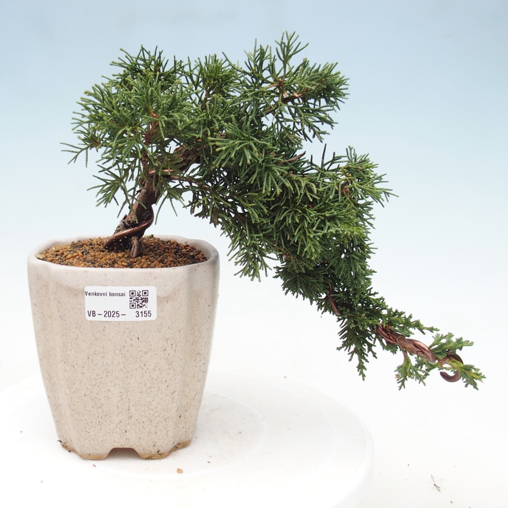 Venkovní bonsai - Juniperus chinensis Kishu -Jalovec čínský