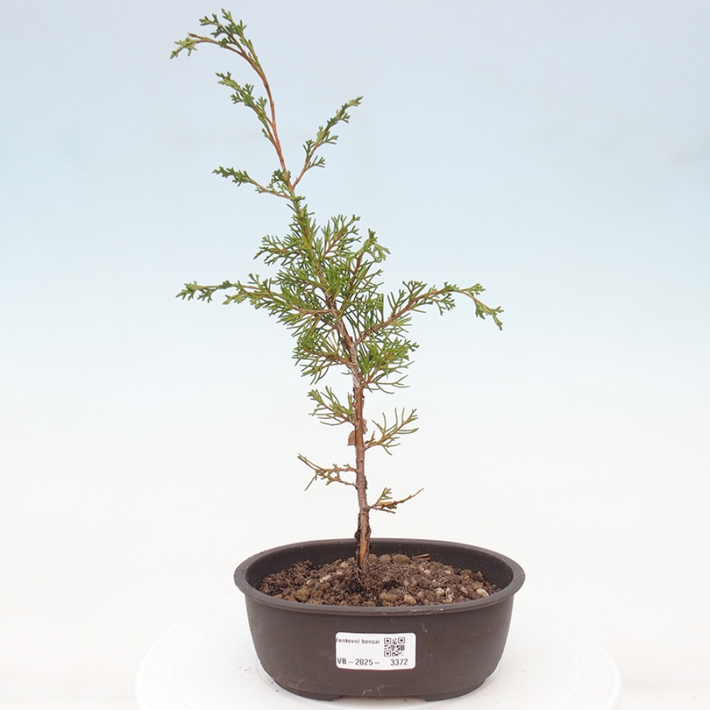 Venkovní bonsai - Juniperus chinensis Itoigawa -Jalovec čínský