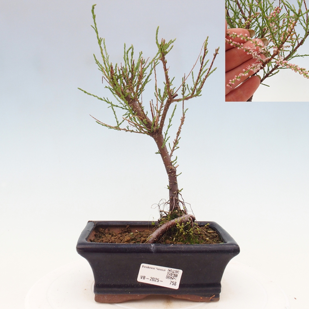 Venkovní bonsai - Tamaryšek - Tamarix