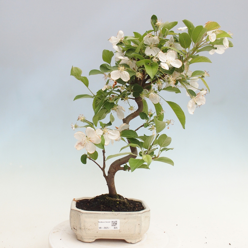 Venkovní bonsai -Malus halliana - Maloplodá jabloň