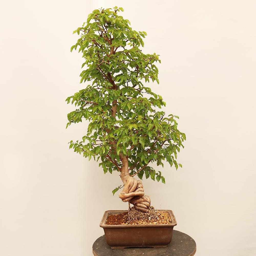 Venkovní bonsai -Carpinus Coreana - Habr korejský