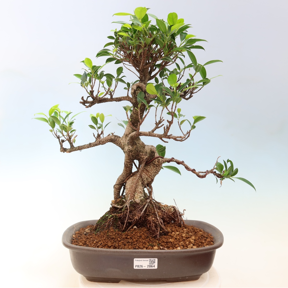 Pokojová bonsai - Ficus kimmen -  malolistý fíkus