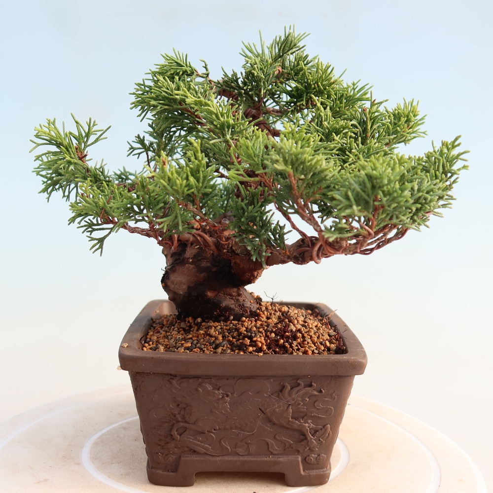 Venkovní bonsai - Juniperus chinensis Itoigawa -Jalovec čínský