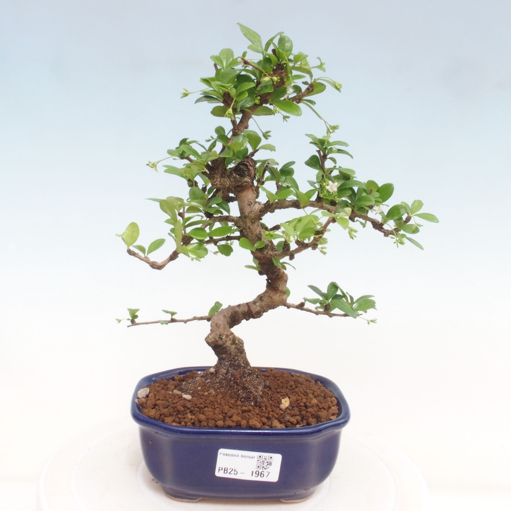 Pokojová bonsai - Carmona macrophylla - Čaj fuki