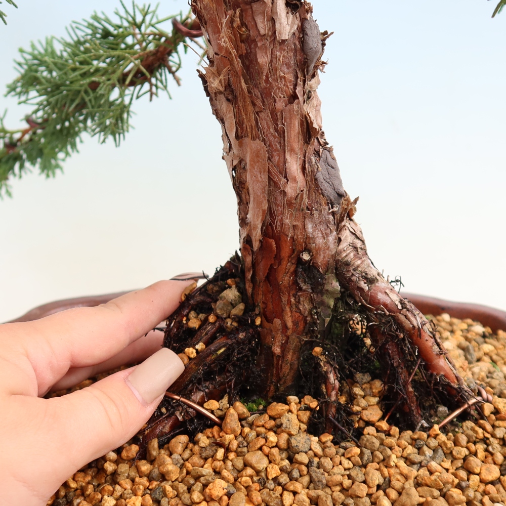 Venkovní bonsai - Juniperus chinensis Kishu -Jalovec čínský