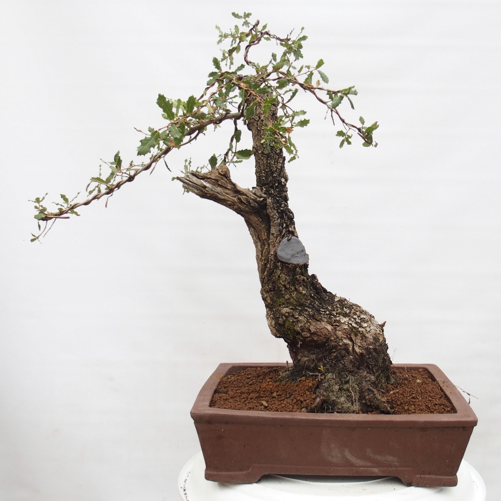 Yamadori - Quercus Ilex -Dub cesmínovitý