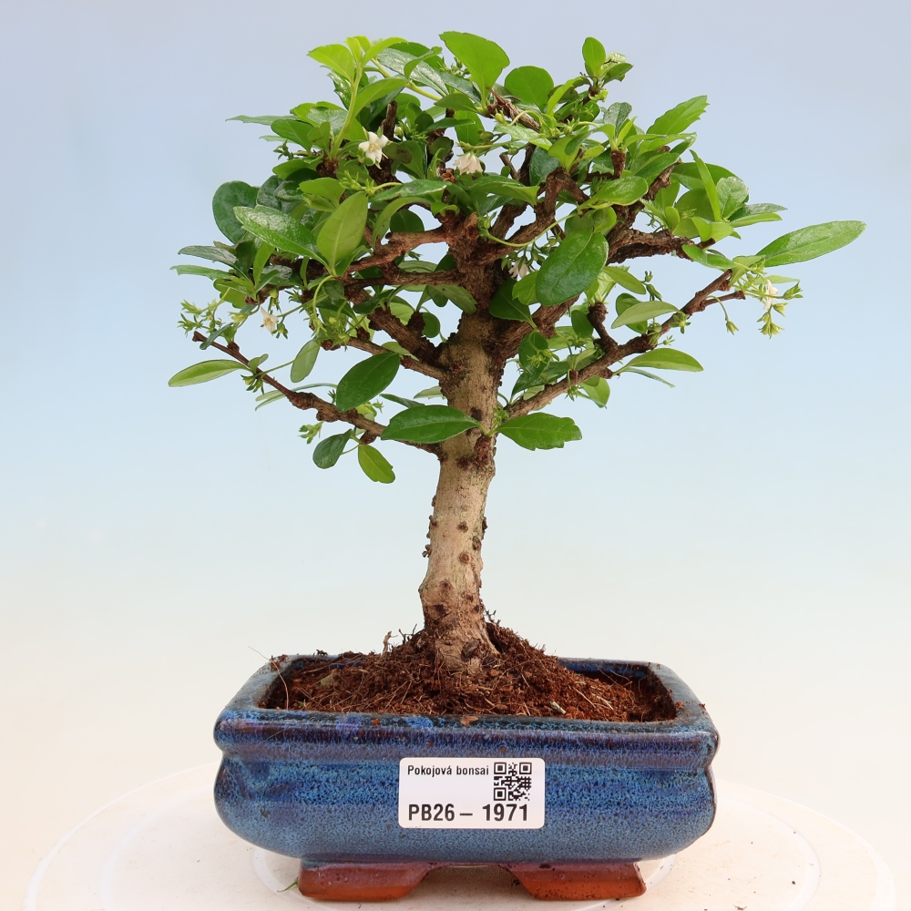 Pokojová bonsai - Carmona macrophylla - Čaj fuki