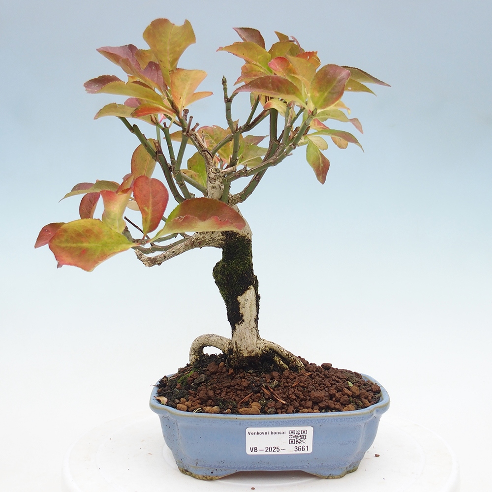 Venkovní bonsai- Brslen evropský - euonimus