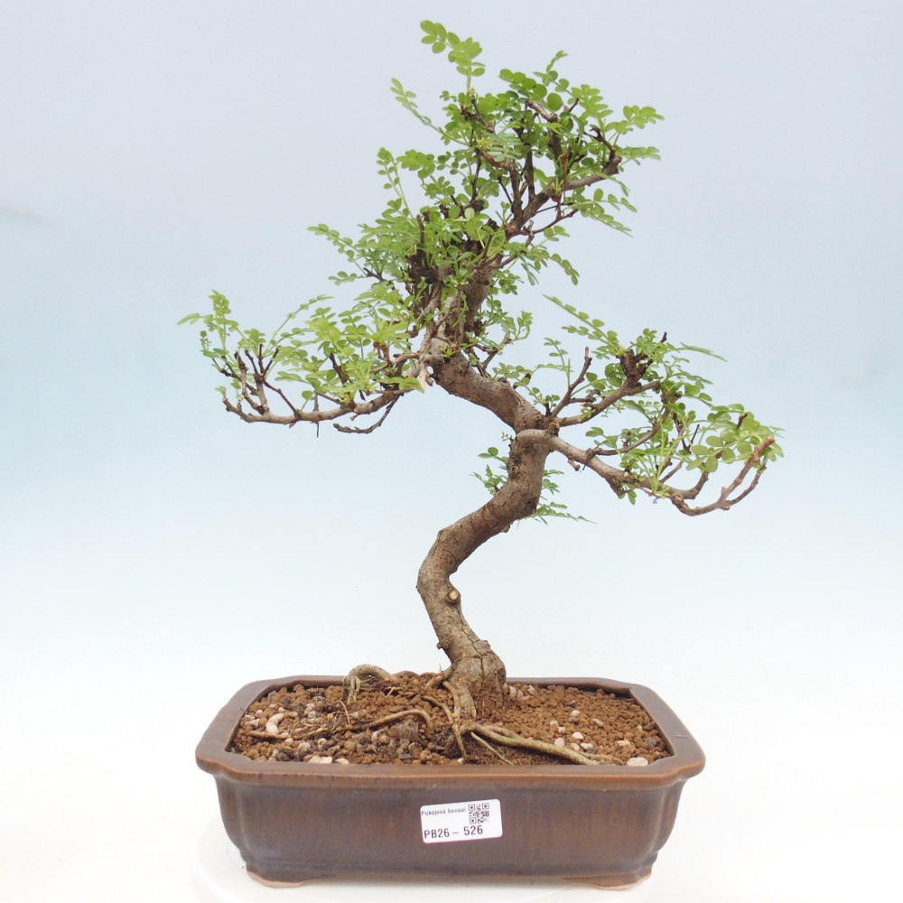 Pokojová bonsai - Zantoxylum piperitum - pepřovník