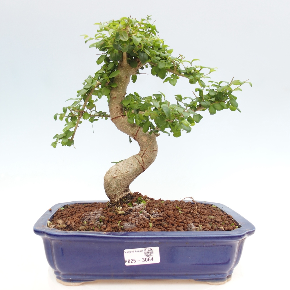Pokojová bonsai -Ligustrum chinensis - Ptačí zob