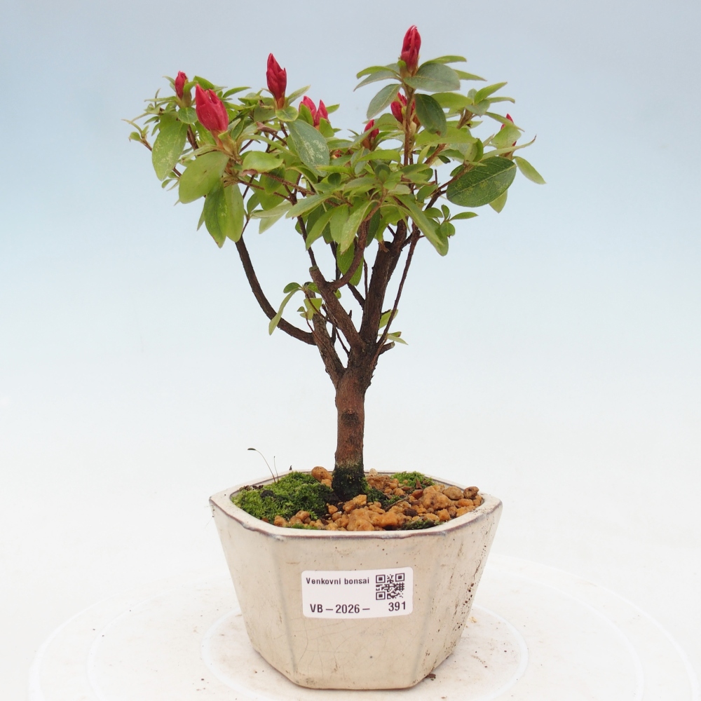 Venkovní bonsai - Japonská azalka - Azalea sp.