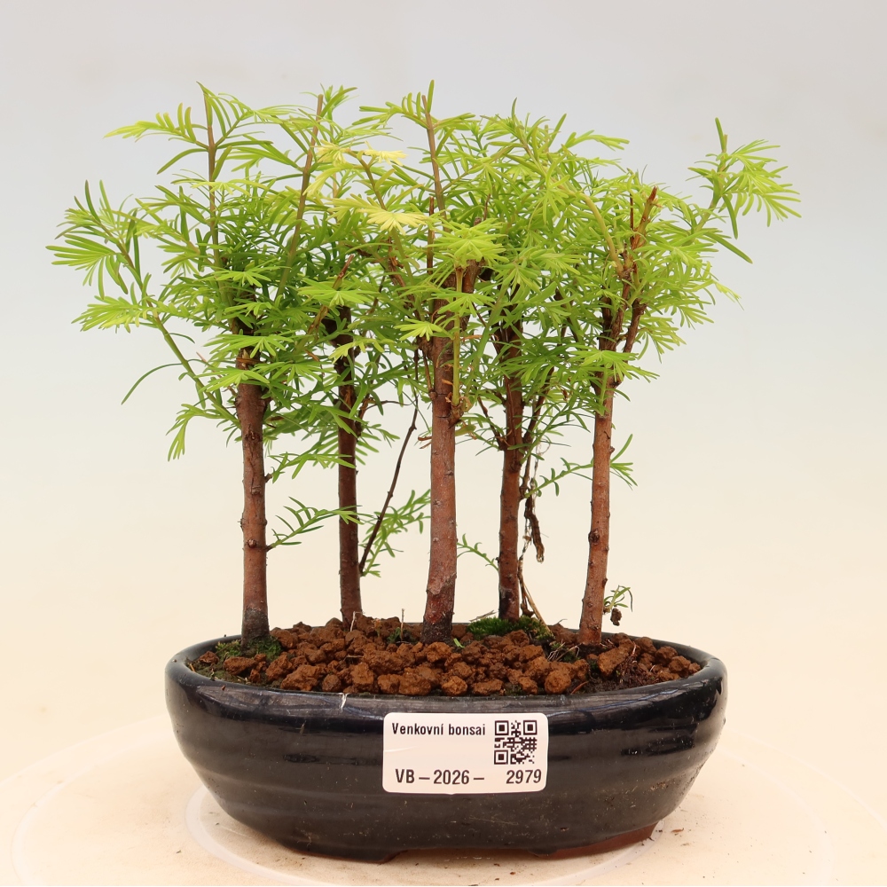 Venkovní bonsai - Metasequoia glyptostroboides - Metasekvoje čínská - lesík