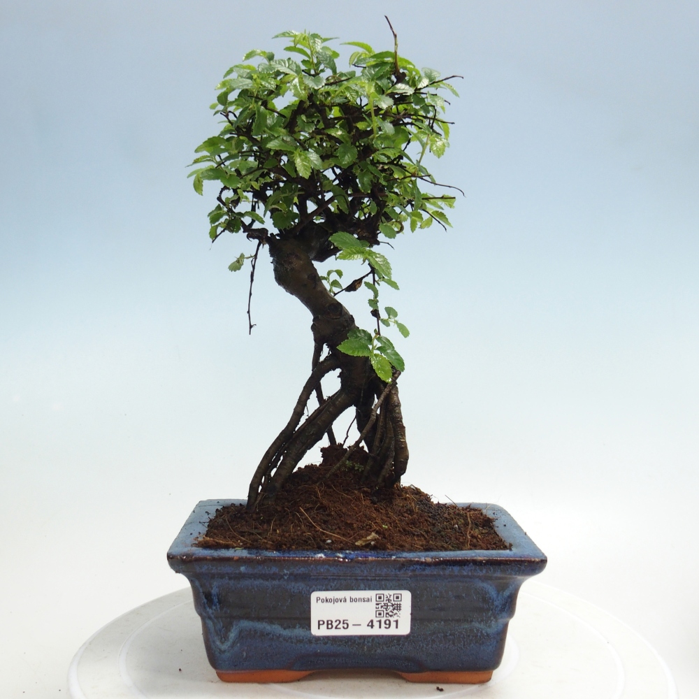 Pokojová bonsai - Ulmus parvifolia - Malolistý jilm