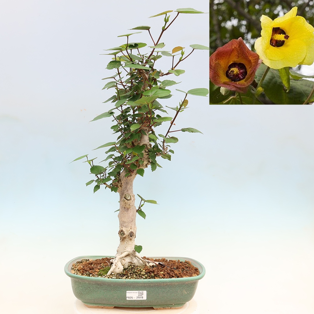 Pokojová bonsai - Hibiscus tiliaceus - Ibišek lípovitý, morský