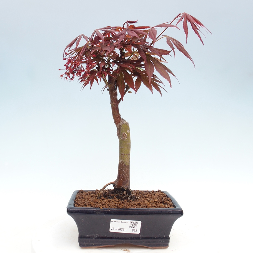 Venkovní bonsai - Acer palm. Atropurpureum-Javor dlanitolistý