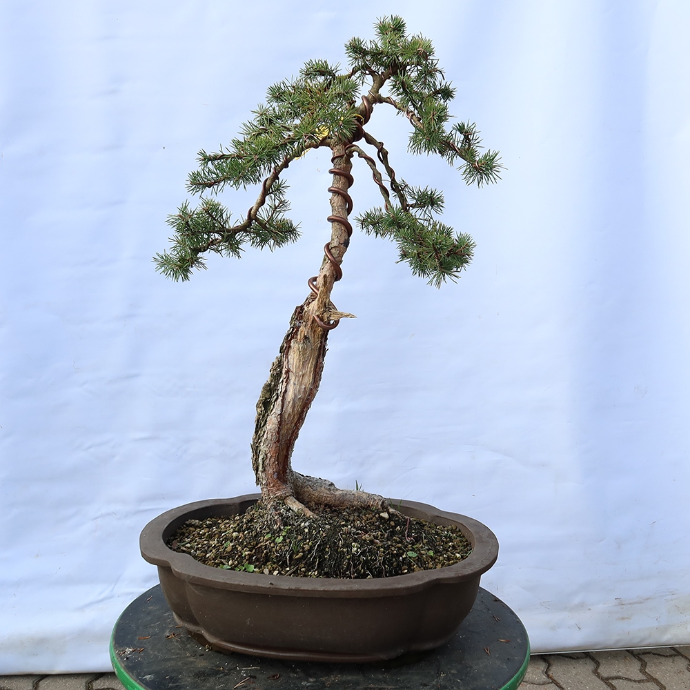 Pinus sylvestris Španělsko - borovice lesní
