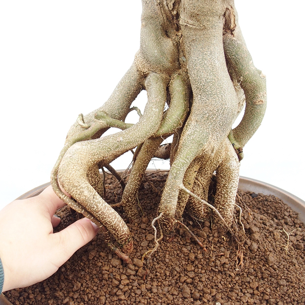 Venkovní bonsai - Acer Buergerianum - Javor Burgerův