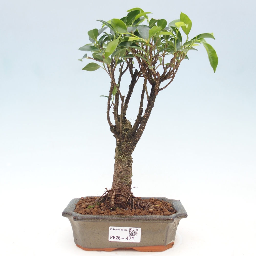Pokojová bonsai - Ficus retusa -  malolistý fíkus