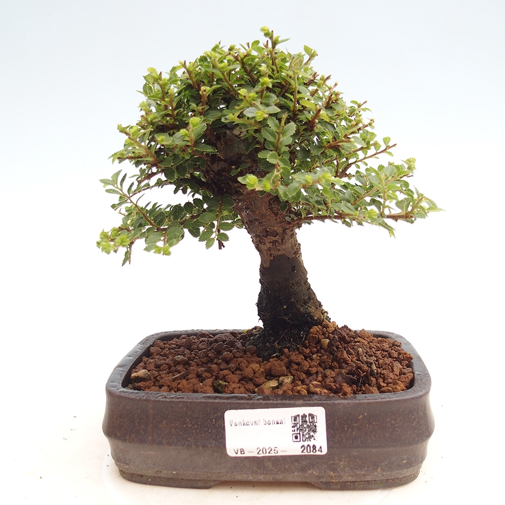 Venkovní bonsai - Ulmus parvifolia Hokkaido - jilm Čínský