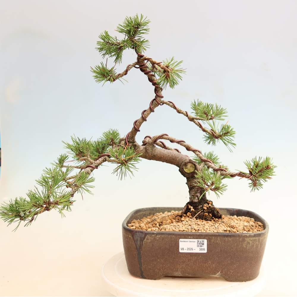 Venkovní bonsai - Pinus mugo Humpy  - Borovice kleč